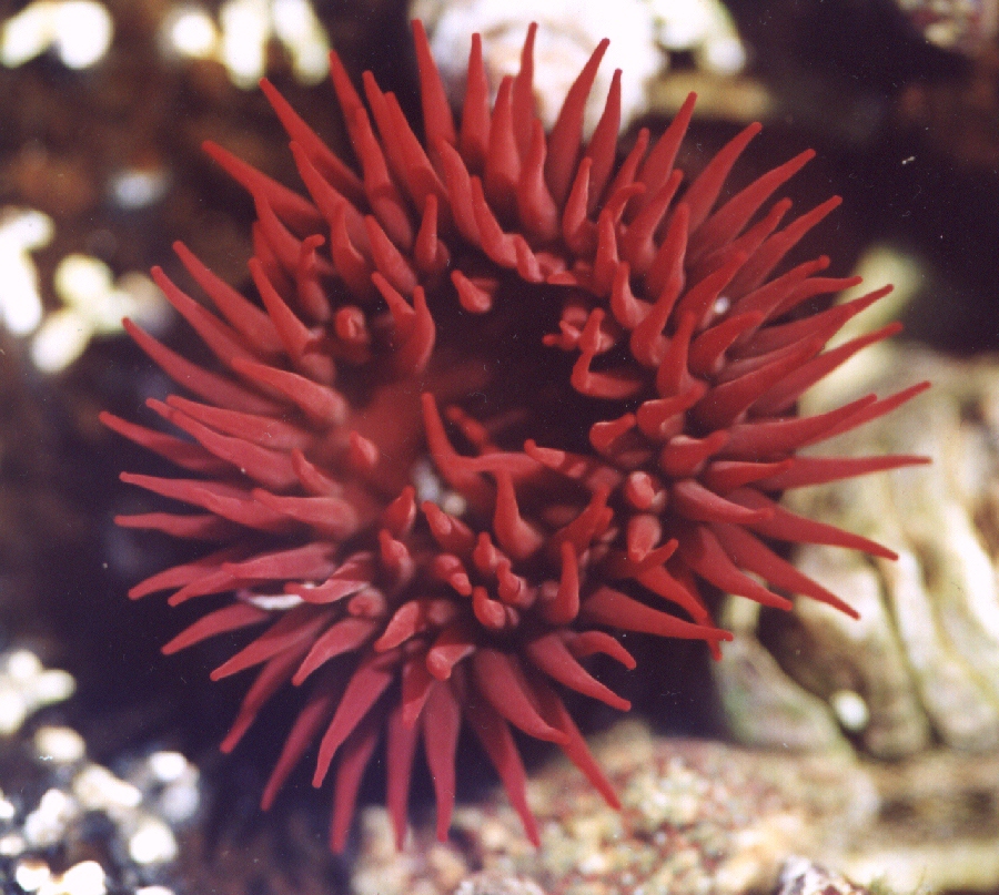 Waratah Anemone