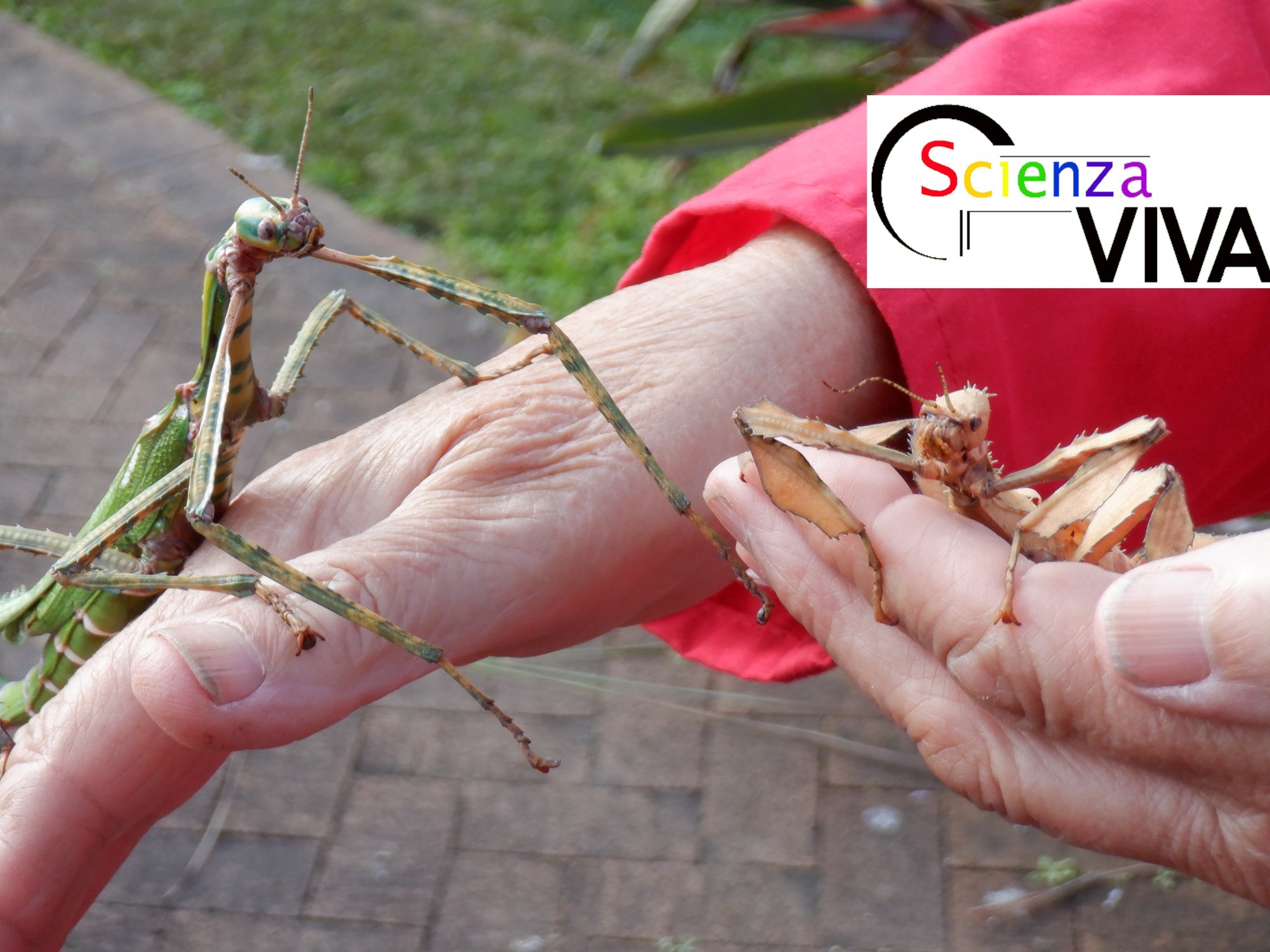 Stick Insects