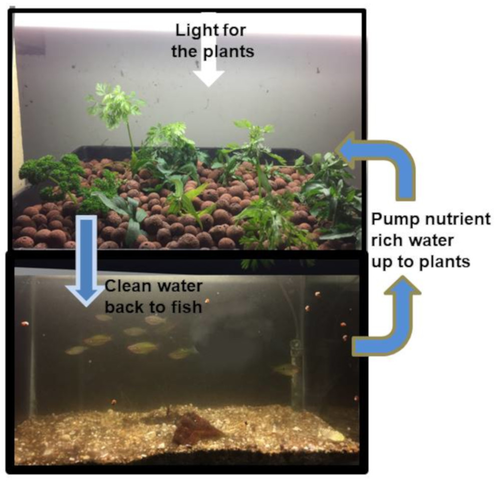 Sustainable Aquaponics in operation