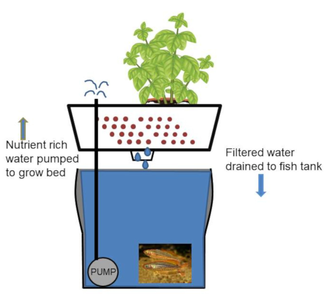 Sustainable Aquaponics in operation